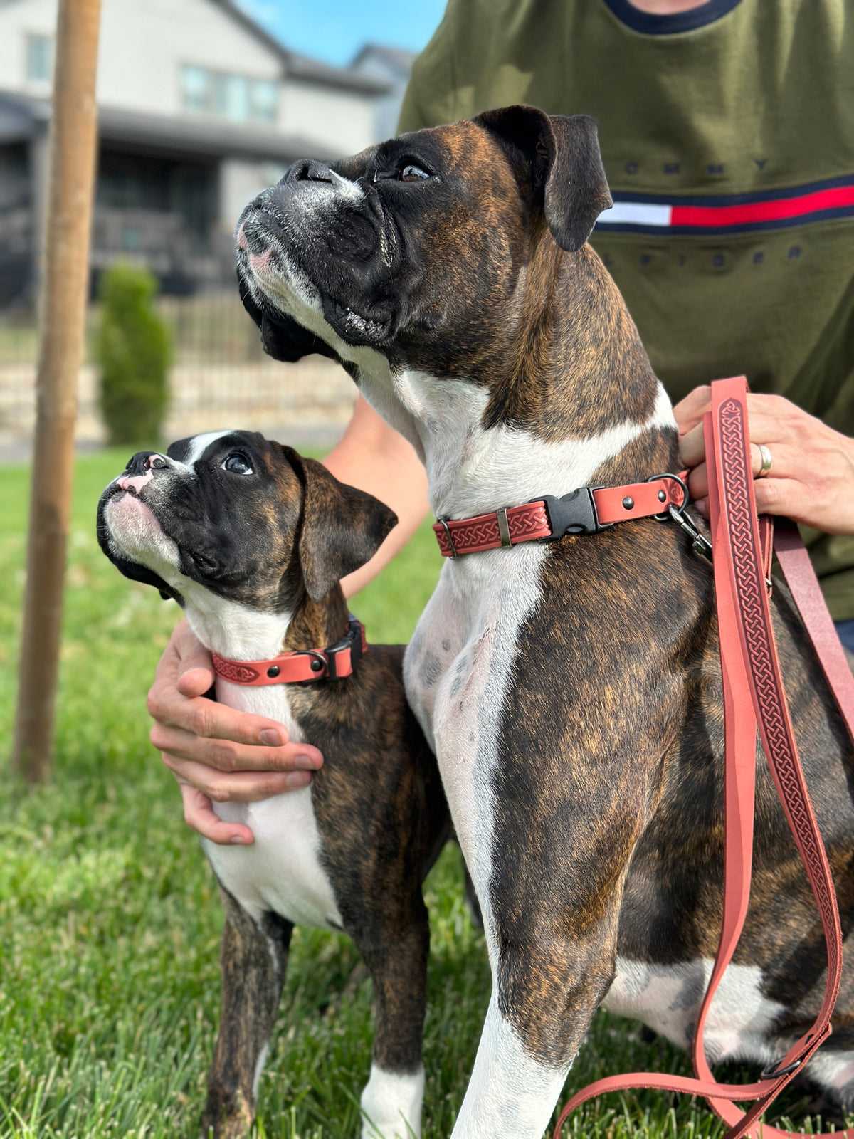 Celtic Sport Dog Collar & Leash Set – Quick-Release