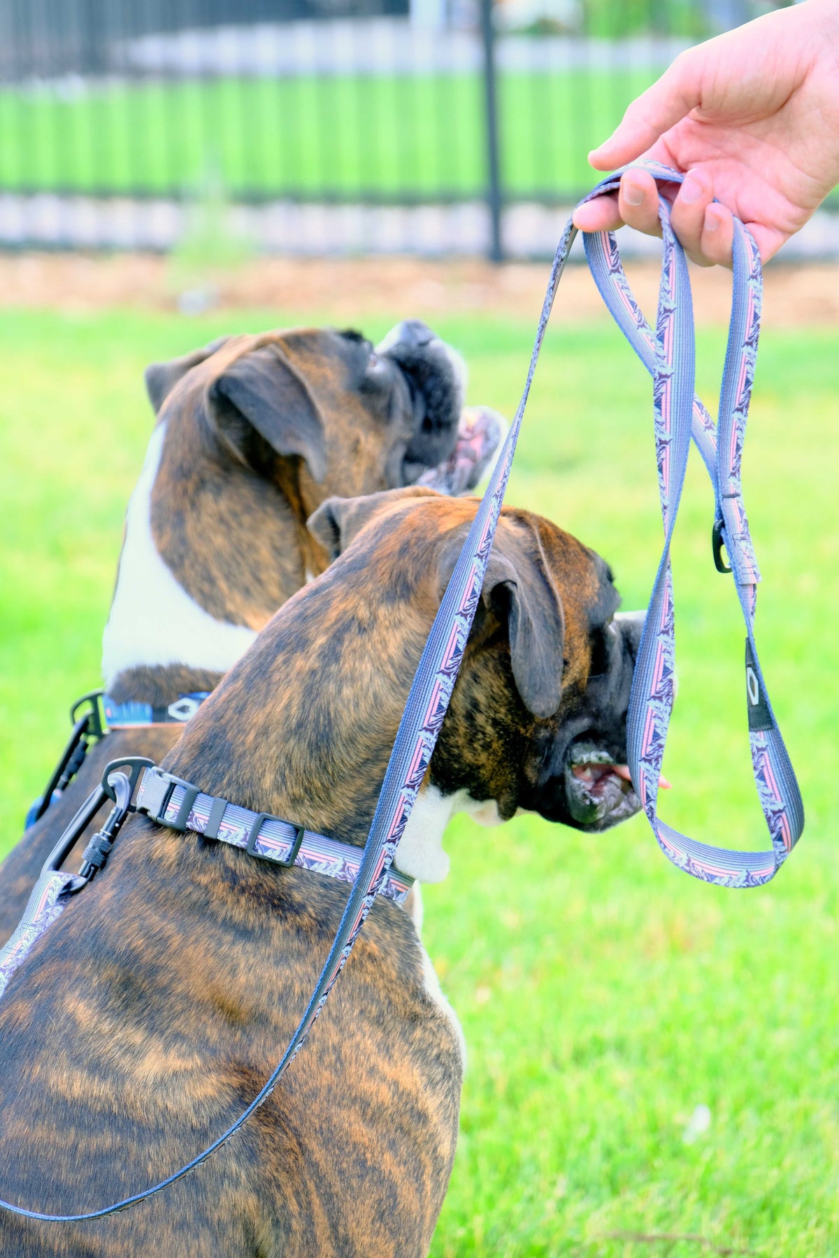 Outdoor Dog Collar & Leash Set – Nylon, Locking Carabiner