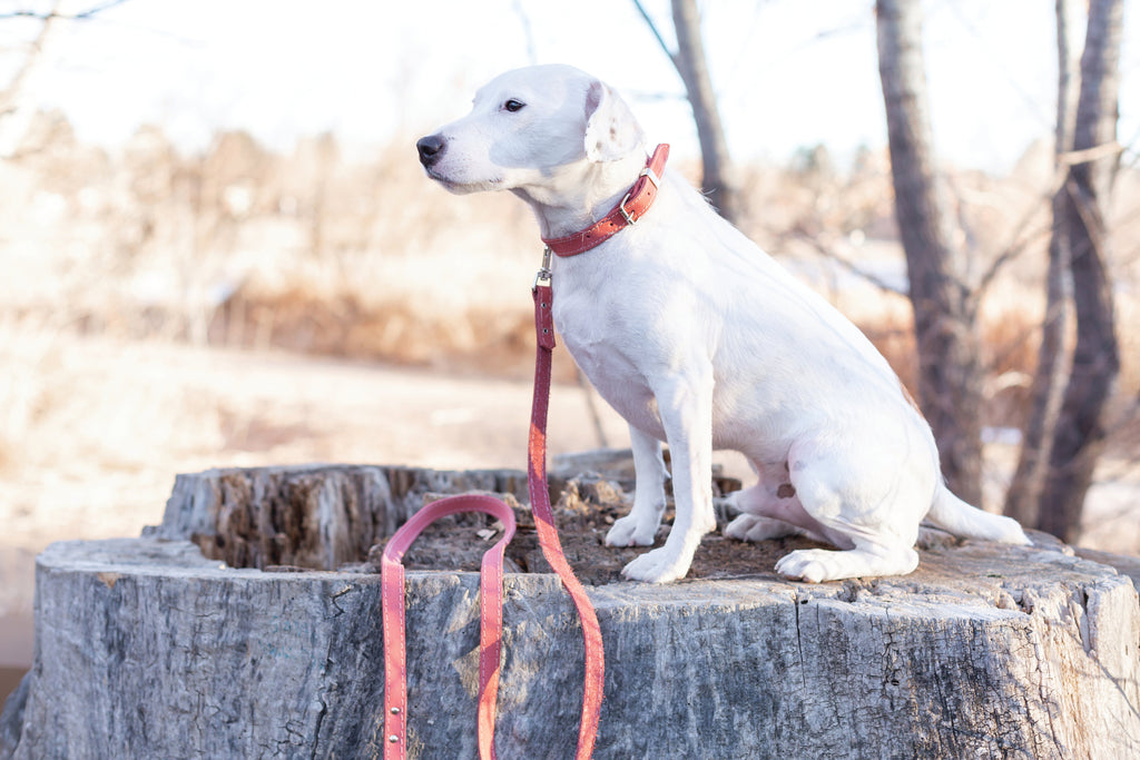 Pro Line Leather Hunting Dog Collar – Full-Grain, Brass D-Ring
