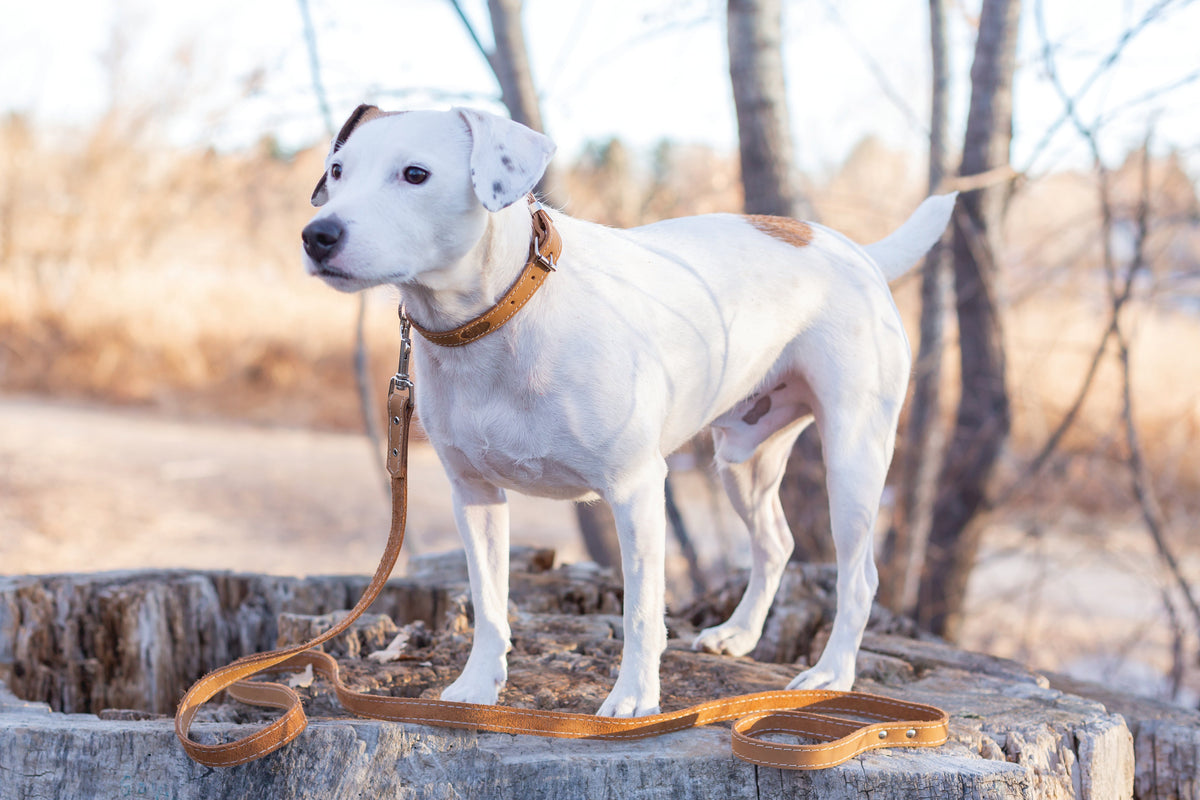 Pro Line Leather Hunting Dog Collar – Full-Grain, Brass D-Ring