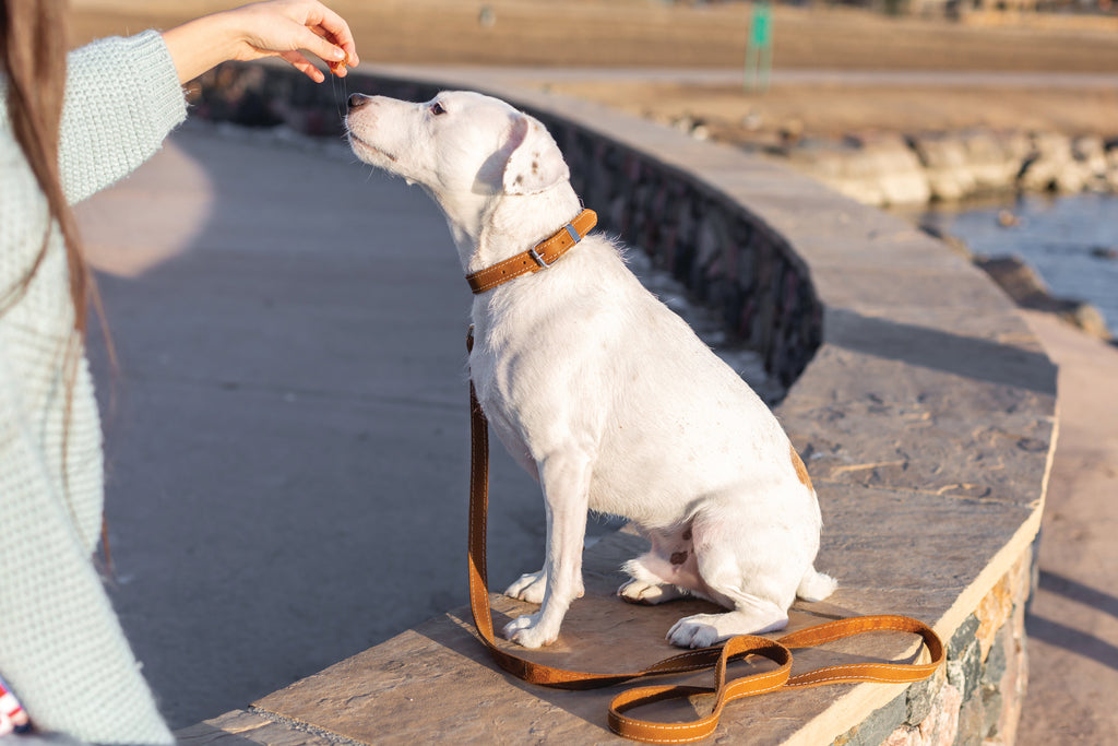 Pro Line Leather Hunting Dog Collar – Full-Grain, Brass D-Ring
