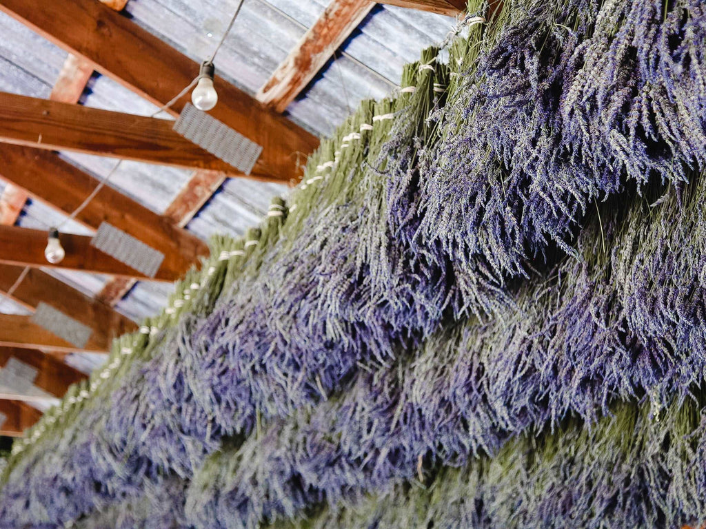 Dried Lavender Bundle | Hand-Wrapped California Lavender Bouquet ...